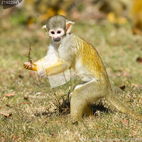 Image of Squirrel Monkey (Saimiri boliviensis)