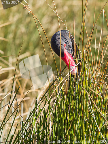 Image of Black swan is eating grass