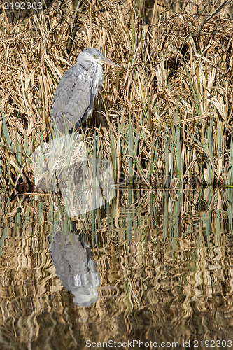 Image of Great blue heron waiting