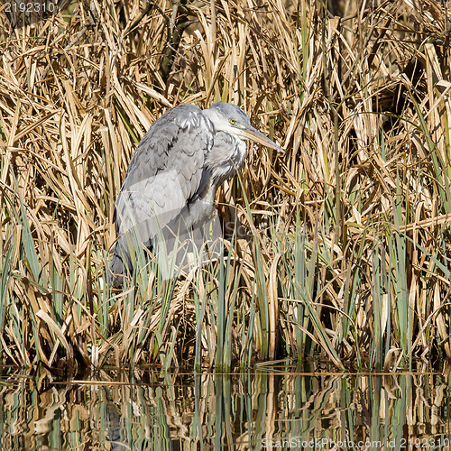 Image of Great blue heron waiting