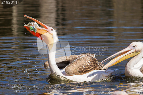 Image of Young pink pelican playing