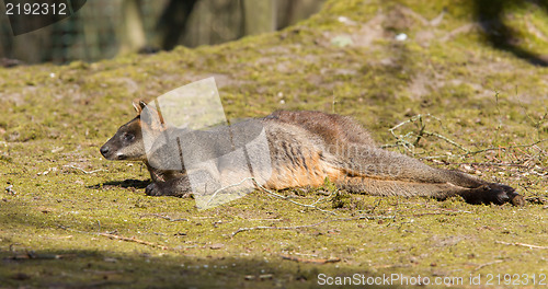 Image of Swamp wallaby