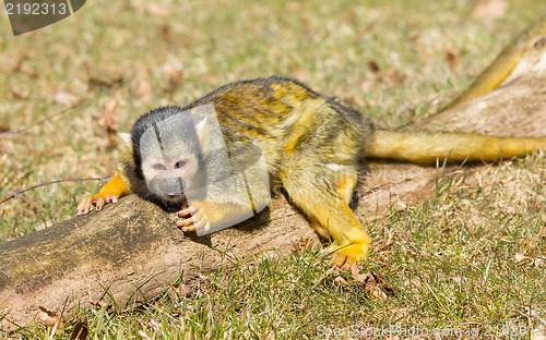 Image of Squirrel Monkey (Saimiri boliviensis)