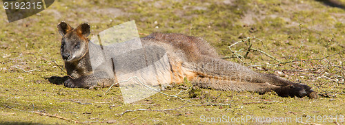 Image of Swamp wallaby