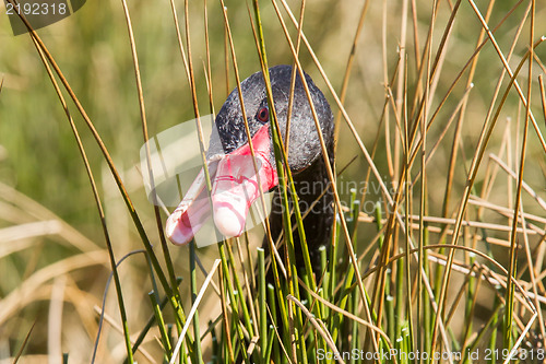 Image of Black swan is eating grass