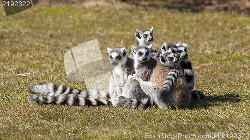 Image of Ring-tailed lemur (Lemur catta)