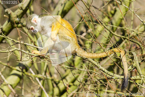 Image of Squirrel Monkey (Saimiri boliviensis) 