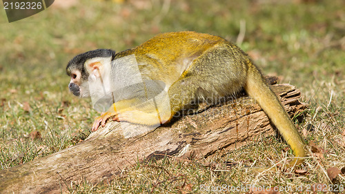 Image of Peeing Squirrel Monkey (Saimiri boliviensis)