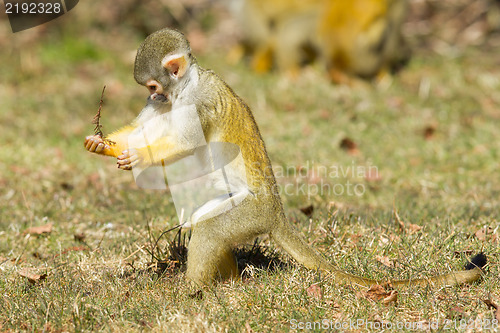 Image of Squirrel Monkey (Saimiri boliviensis)