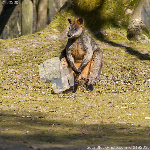 Image of Swamp wallaby