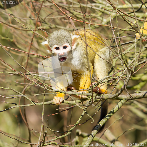 Image of Squirrel Monkey (Saimiri boliviensis) 