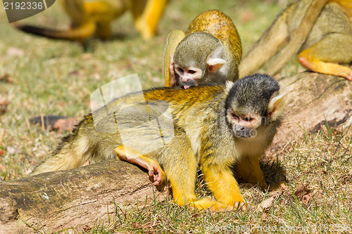 Image of Squirrel Monkey washing another Squirrel Monkey 