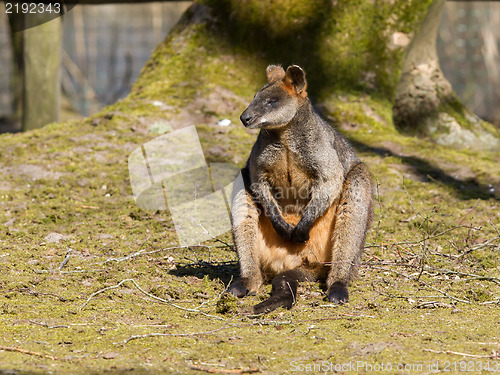 Image of Swamp wallaby