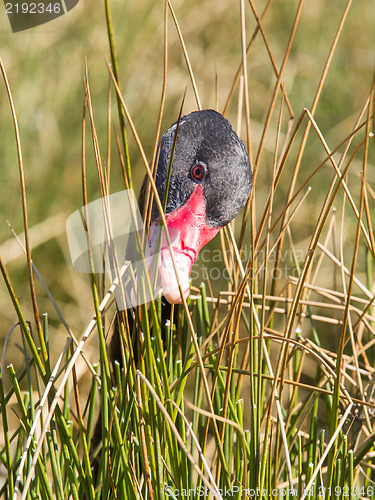 Image of Black swan is eating grass