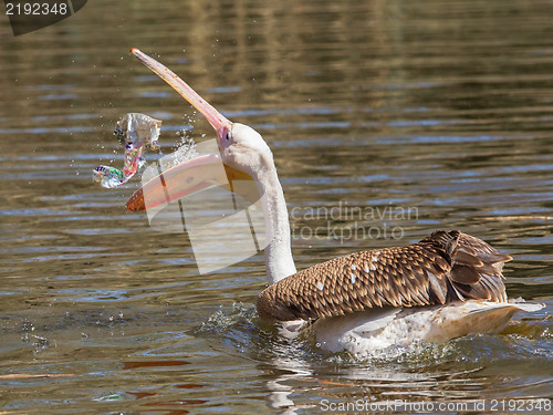Image of Young pink pelican playing