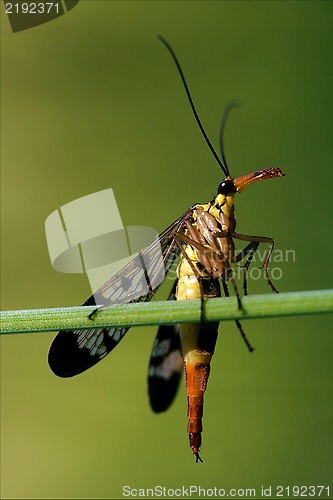 Image of Panorpidae  green branch 