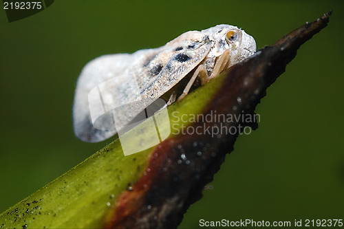 Image of   Omoptera  green leaf