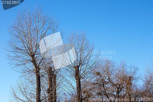 Image of Poplar trees with the tops cut off