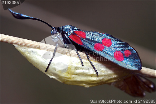 Image of born  wild    Zygaenidae