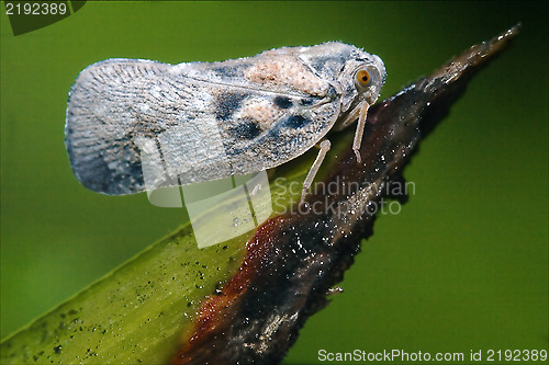 Image of  wild fly  Omoptera on a green leaf 