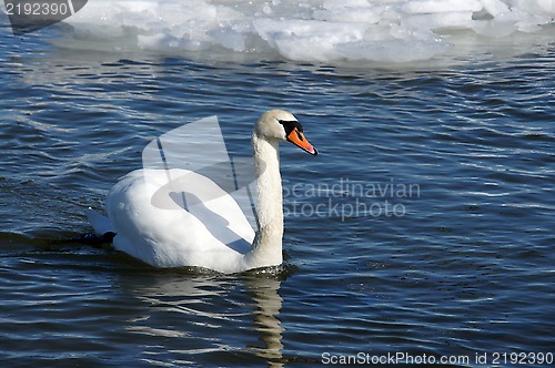 Image of White swan 