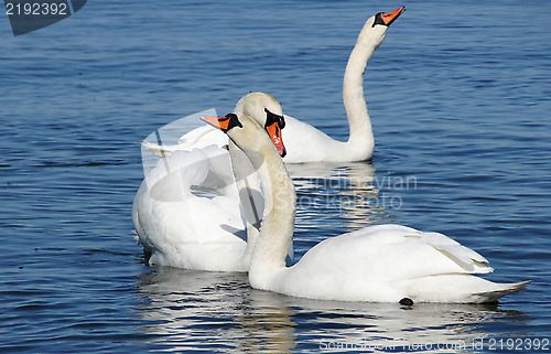 Image of White swans