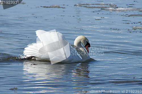 Image of Swan and water