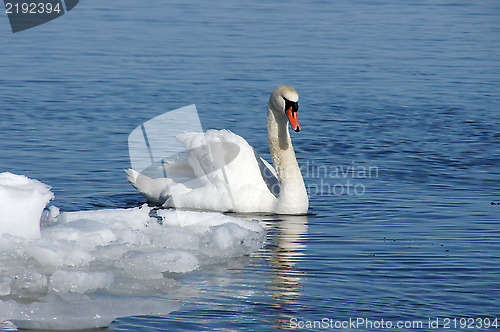 Image of White swan 