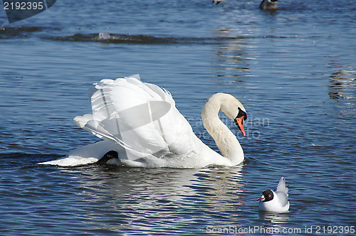 Image of White swan on water