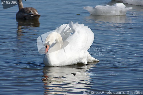 Image of White swan 