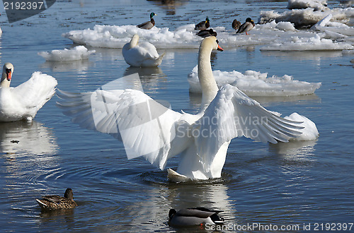 Image of White swan 