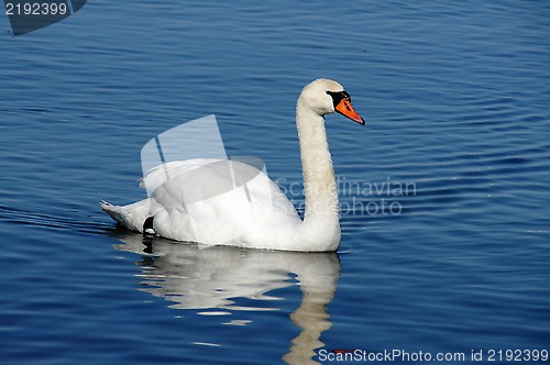 Image of Swan and water