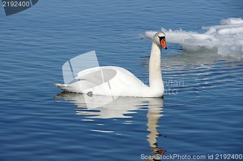 Image of White swan