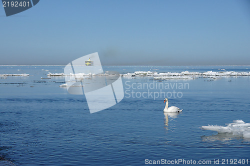 Image of White swan and the sea