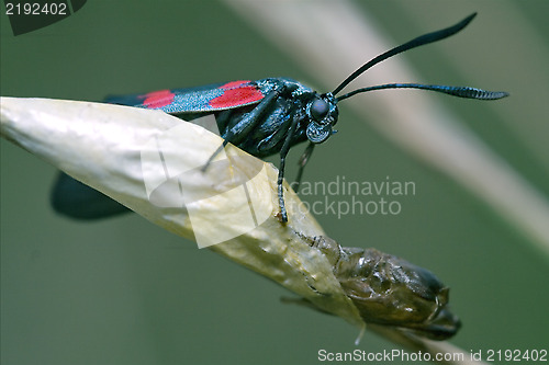 Image of born of  Zygaenidae 