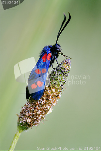 Image of  wild fly  Zygaenidae  in the flower