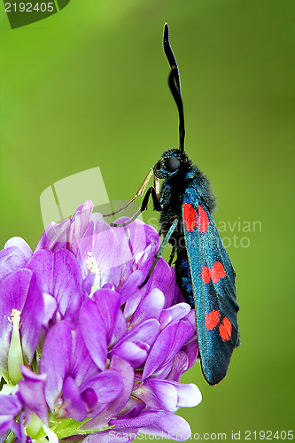 Image of wild fly  Zygaenidae in the flower