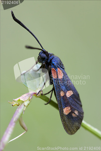 Image of  Zygaenidae on a brown branch in the bush