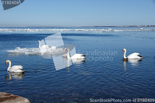 Image of White swans  and the sea