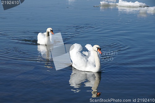 Image of Swans