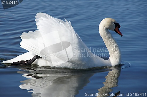 Image of The swan