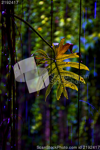 Image of leaf cenote 