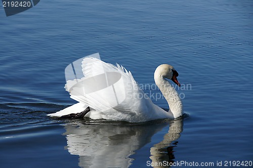 Image of White swan 