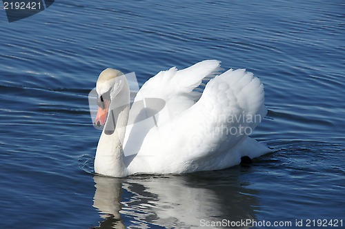 Image of White swan and water