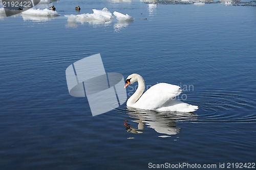 Image of White swan