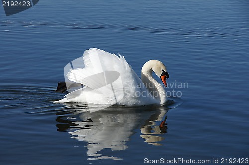 Image of White swan and water