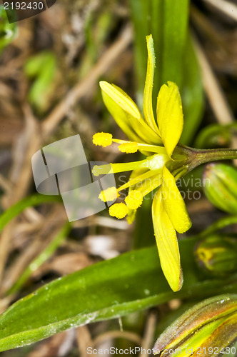 Image of Gagea lutea, Yellow Star