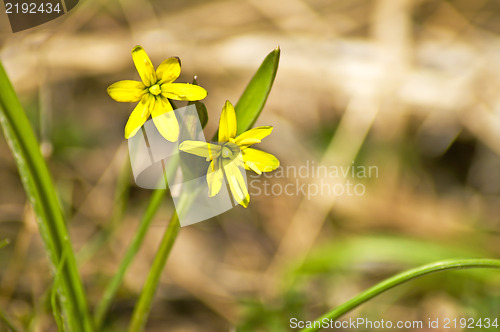 Image of Gagea lutea, Yellow Star