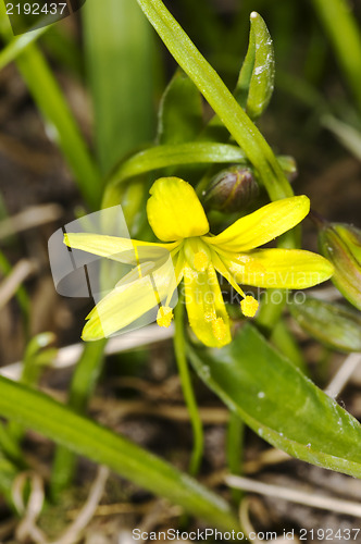 Image of Gagea lutea, Yellow Star