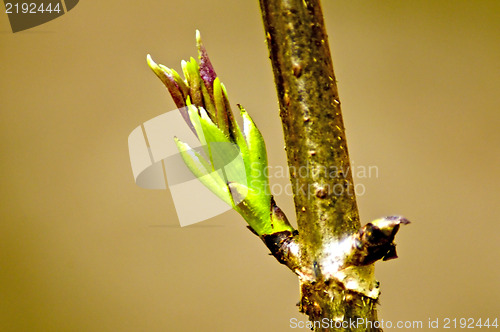 Image of Tree bud